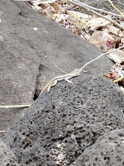 Microlophus bivittatus