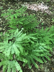 Adiantum pedatum