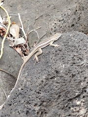 Microlophus bivittatus