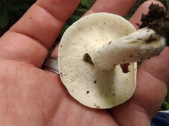 Lactifluus piperatus