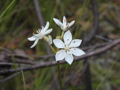 Burchardia umbellata
