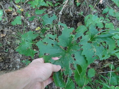 Arnoglossum atriplicifolium