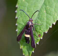 Carmenta pyralidiformis