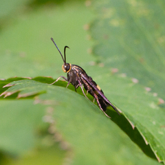 Carmenta pyralidiformis