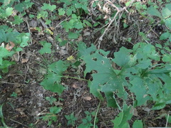 Arnoglossum atriplicifolium