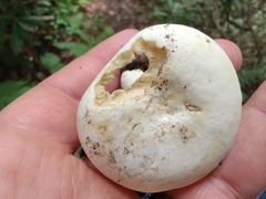 Lactifluus piperatus