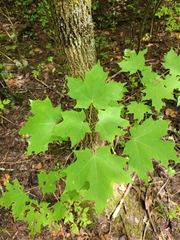 Acer saccharum
