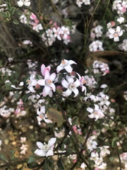 Philotheca verrucosa