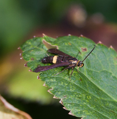 Carmenta pyralidiformis