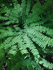 Adiantum pedatum