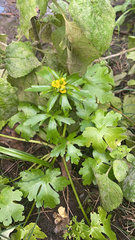 Ranunculus sceleratus