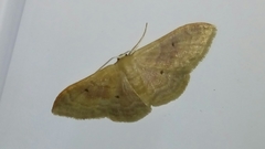 Idaea rubraria