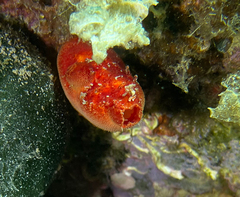 Halocynthia papillosa