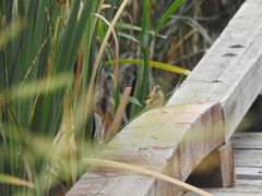 Cistothorus palustris