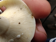 Lactifluus piperatus