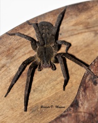 Phoneutria nigriventer