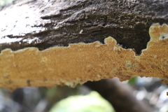 Steccherinaceae