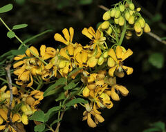 Senna marilandica