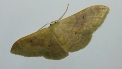 Idaea rubraria