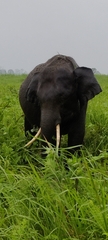 Elephas maximus indicus