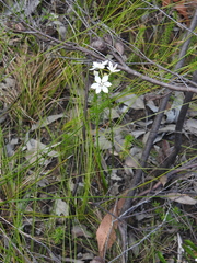 Burchardia umbellata