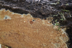 Steccherinaceae