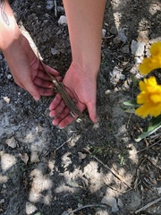 Aspidoscelis neotesselatus