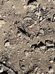 Trimerotropis pallidipennis