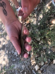 Aspidoscelis neotesselatus