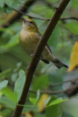 Setophaga castanea