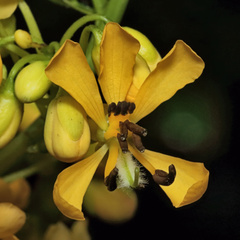 Senna marilandica