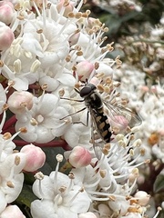 Melangyna viridiceps