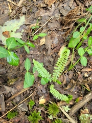 Asplenium platyneuron