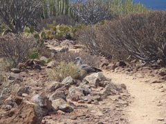 Larus michahellis atlantis