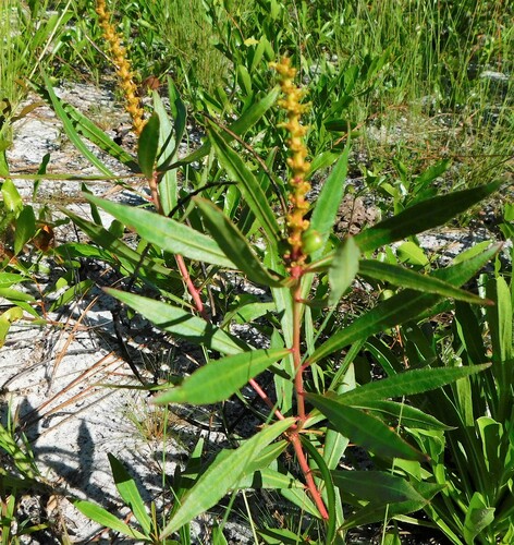 Stillingia sylvatica, photograph 4