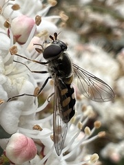 Melangyna viridiceps