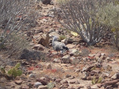 Larus michahellis atlantis