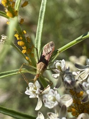 Zelus renardii