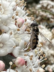 Melangyna viridiceps