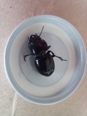 Pasimachus californicus