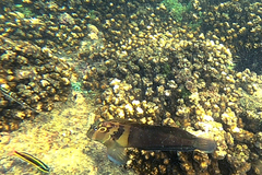 Ophioblennius steindachneri