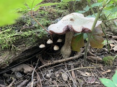 Hebeloma crustuliniforme
