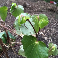 Piper excelsum excelsum