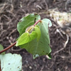 Piper excelsum excelsum