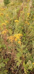 Tanacetum vulgare