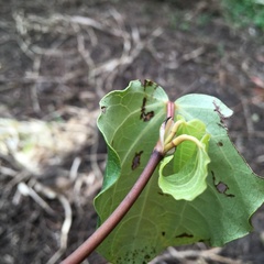 Piper excelsum excelsum