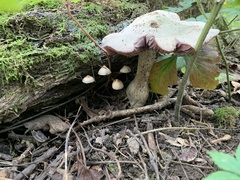 Hebeloma crustuliniforme