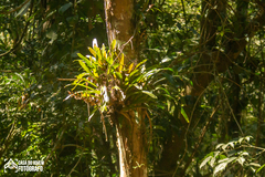Vriesea