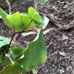 Piper excelsum excelsum