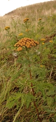 Tanacetum vulgare